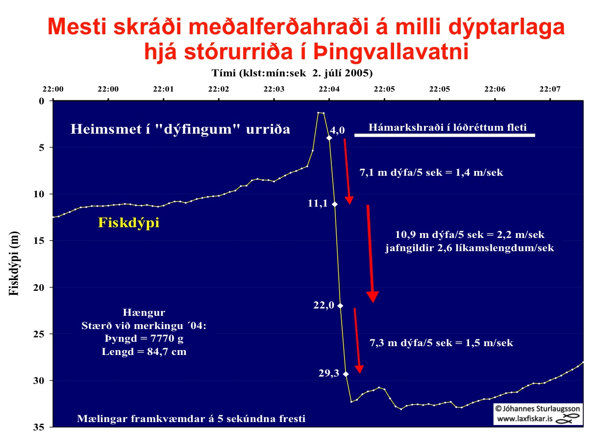 13_thingvallaurridi_fisk_dypi_5_sek_atferli_sundhradi_dst_fish_depth_vertical_speed_brown_trout-copyright-js_laxfiskar.is