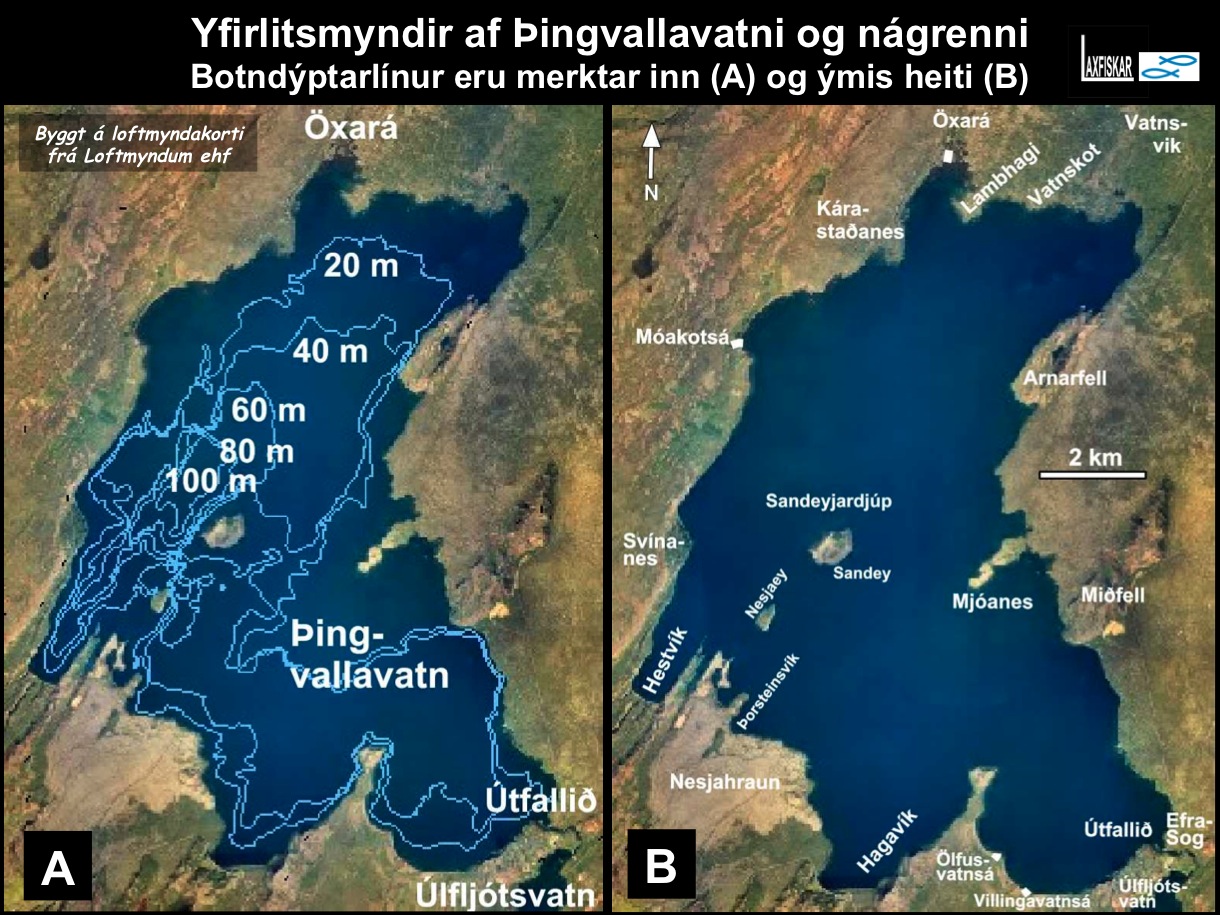 2_thingvallaurridi_rannsoknir_ranns_svaedi-oxara_thingvallavatn_research_study_area_brown_trout-copyright-laxfiskar.is