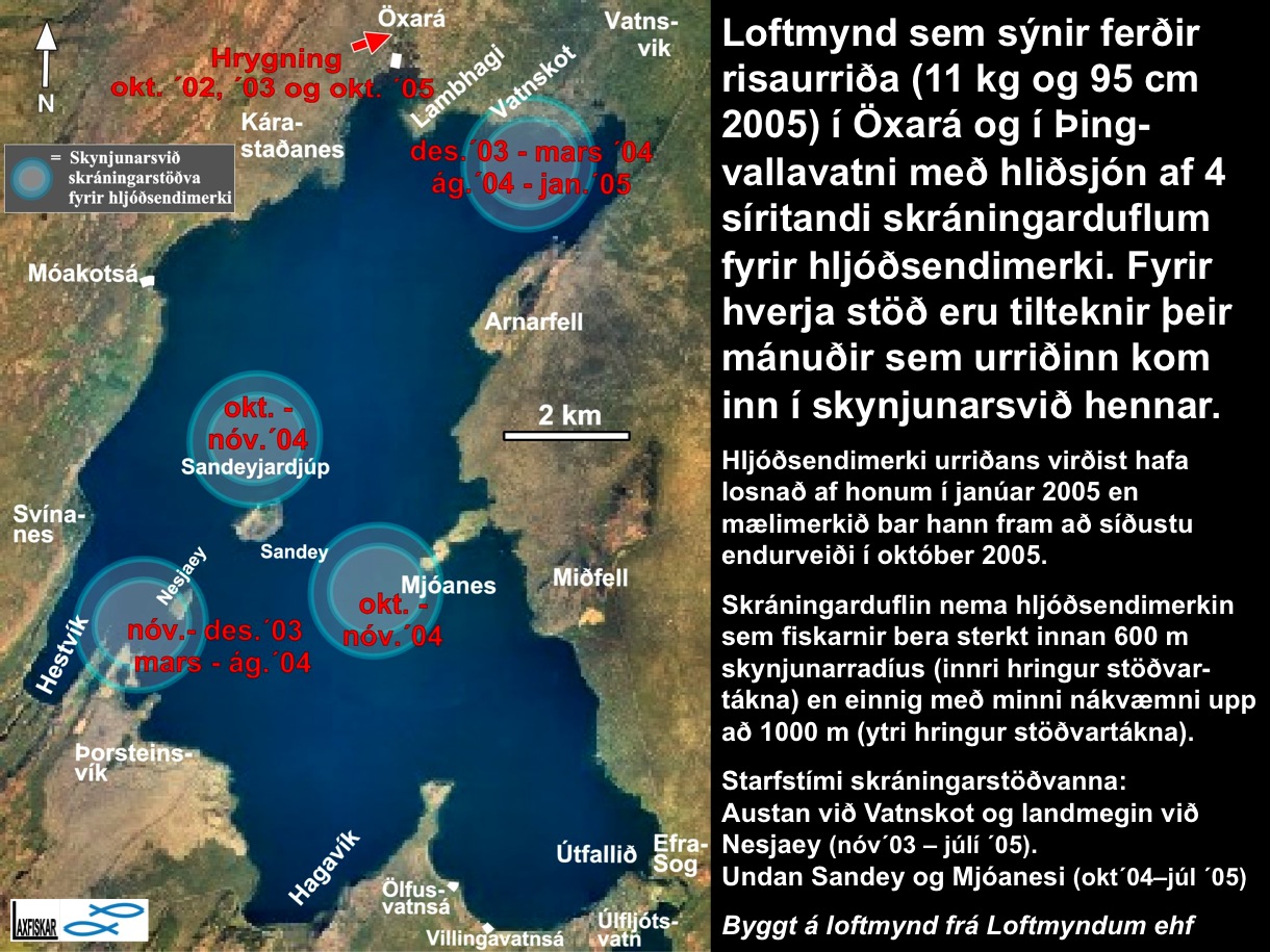 3_thingvallaurridi_rannsoknir_dvol_oxara_thingvallavatn_receiver_tracking_brown_trout-copyright-johannes_s_laxfiskar.is