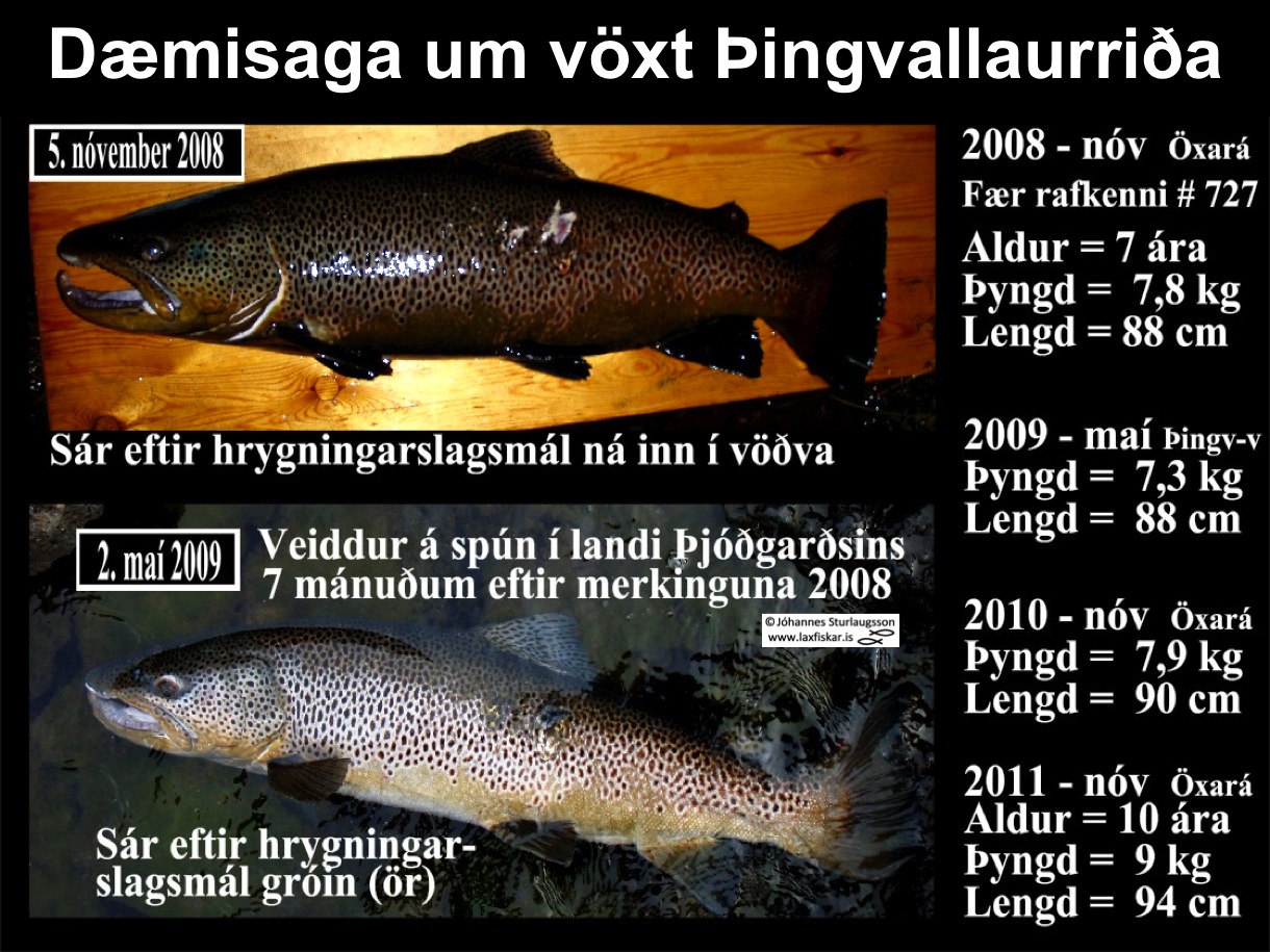 5_thingvallaurridi_voxtur_4_ar_oxara_thingvallavatn_research_body_growth_brown_trout-copyright-johannes_s_laxfiskar.is