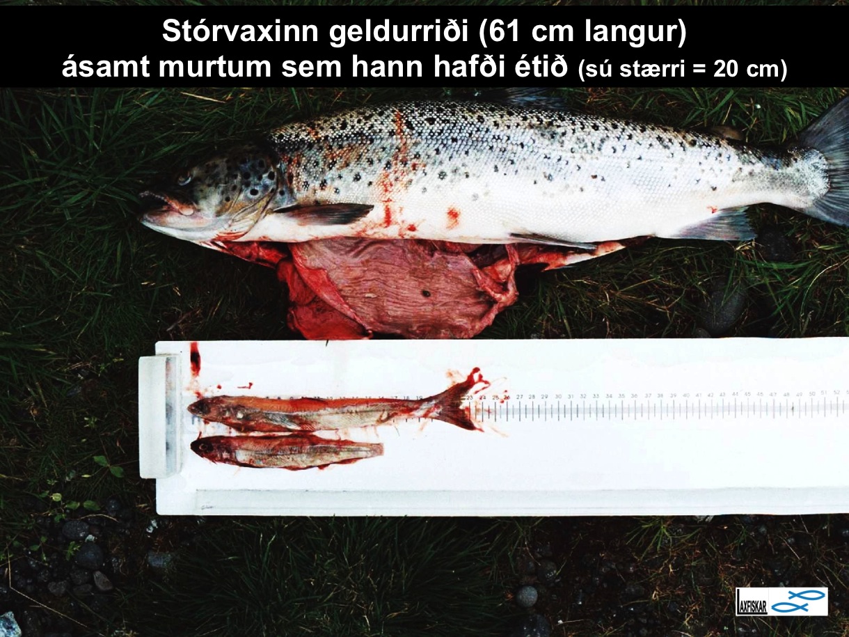 7_thingvallaurridi_rannsoknir_murta_helsta_aeti_thingvallavatn_main_prey_brown_trout-copyright-js_laxfiskar.is