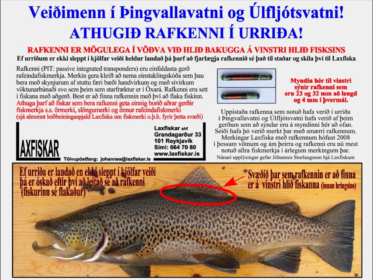 2_thingvallaurridi_fiskmerki_rafkenni_rafeindafiskmerki_thingvallavatn_fish_pit_tag_brown_trout-copyright_laxfiskar.is