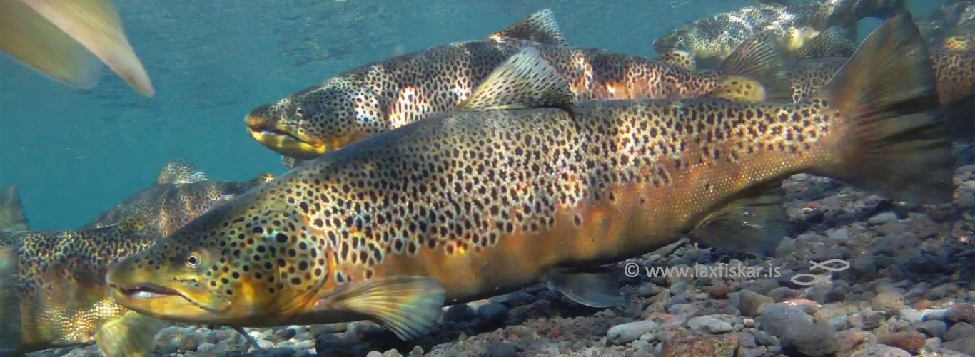 Thingvallaurridi_Brown_Trout_Copyright_laxfiskar-LjGr-logo-184k