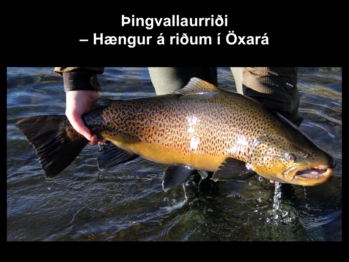 1_thingvallaurridi_haengur_storurridi_oxara_thingvallavatn_brown_trout_male_spawner-copyright-johannes_s_laxfiskar.is