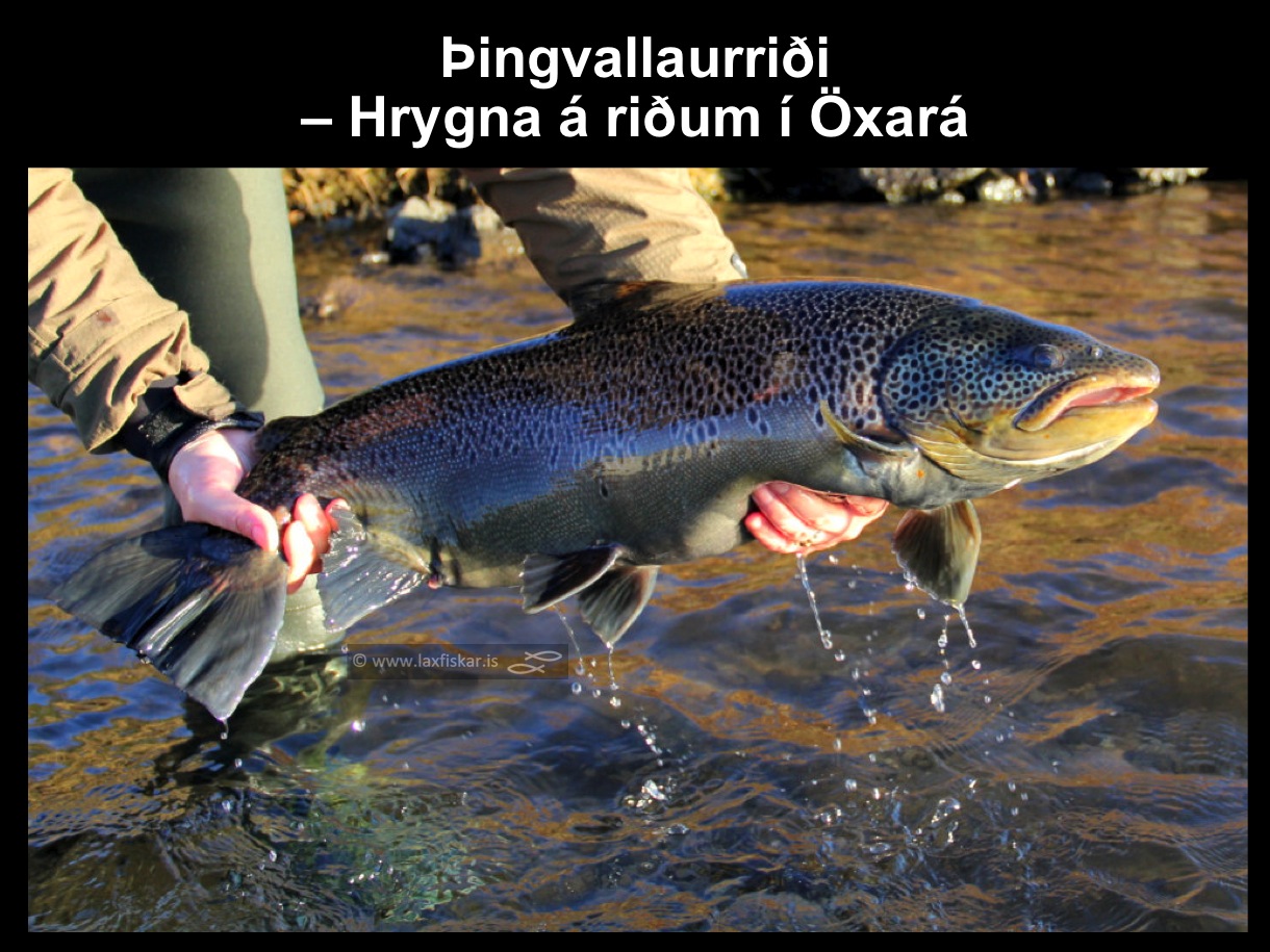 2_thingvallaurridi_hrygna_storurridi_oxara_thingvallavatn_brown_trout_female_spawner-copyright-johannes_s_laxfiskar.is