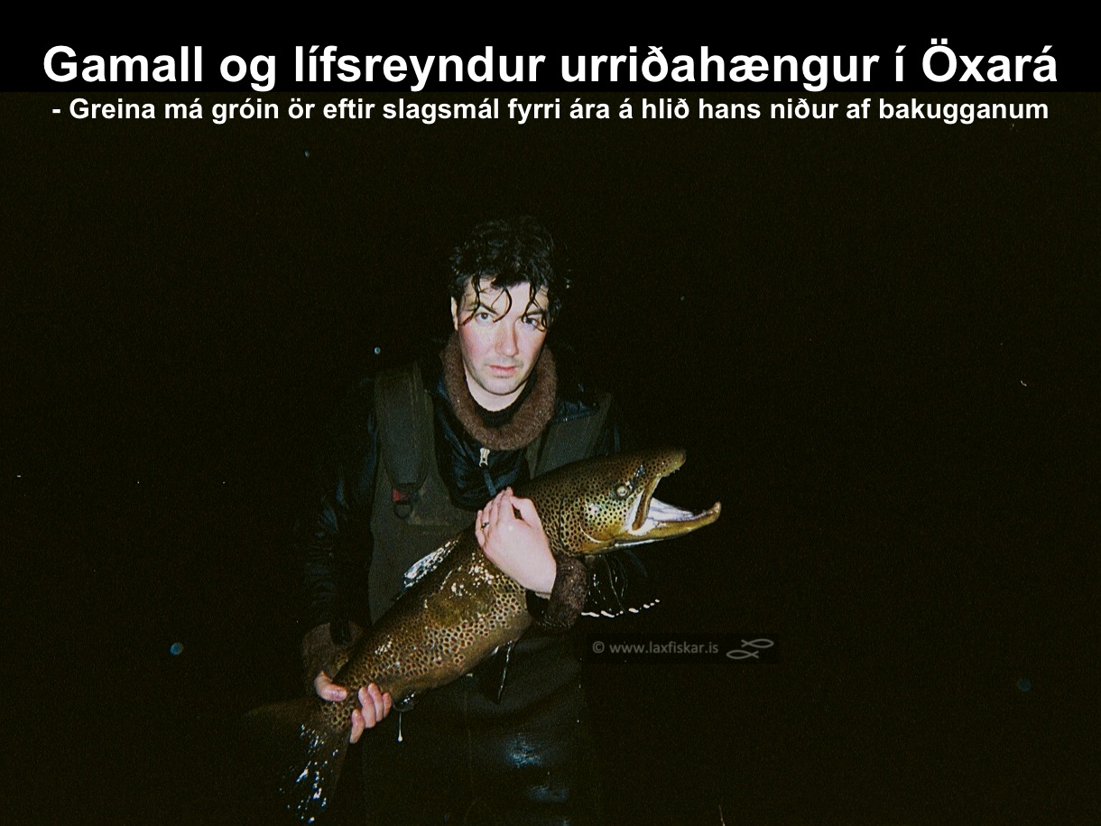 3_thingvallaurridi_haengur_stor_isaldarurridi_oxara_thingvallavatn_giant_brown_trout-johannes_sturlaugsson_laxfiskar.is