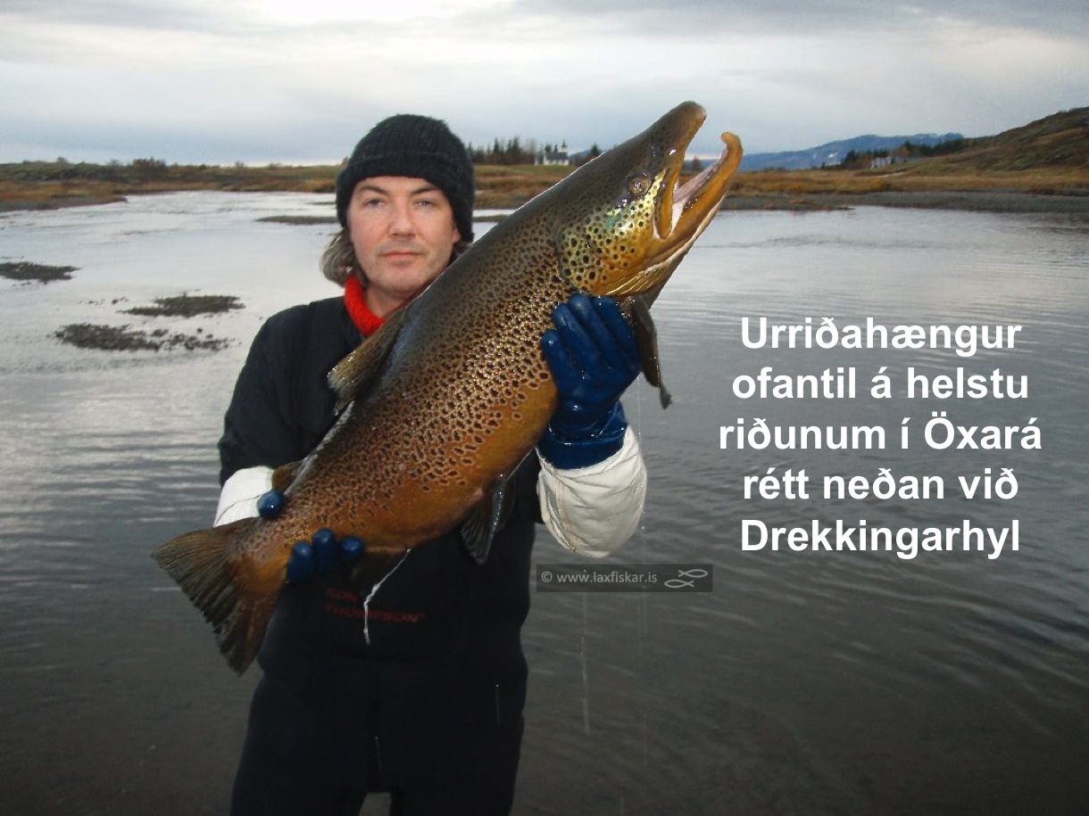 4_thingvallaurridi_stor_isaldarurridi_oxara_thingvallavatn_giant_record_brown_trout-johannes_sturlaugsson_laxfiskar.is