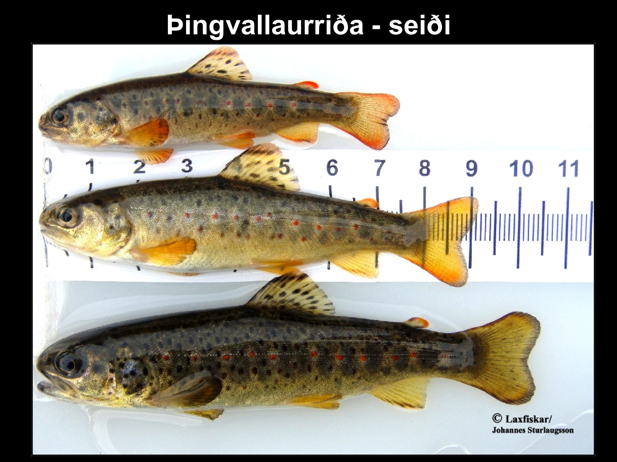 7_thingvallaurridi_storurridi_urridaseidi_thingvallavatn_brown_trout_parr_juvenile_salmo_trutta-copyr.-js_laxfiskar.is