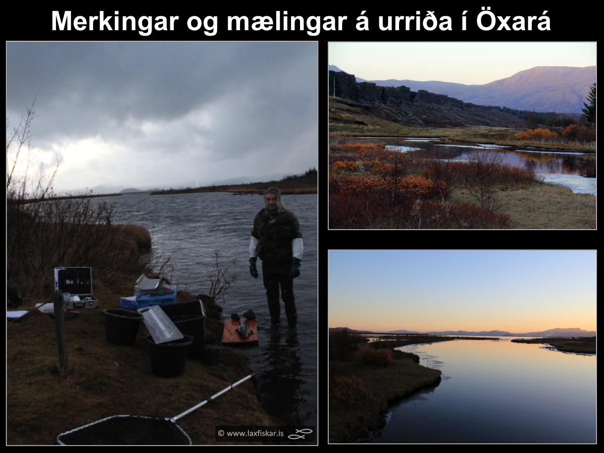 10_thingvallaurridi_rannsoknir_merkingar_oxara_thingvallavatn_research_study_tagging_brown_trout-copyright-laxfiskar.is