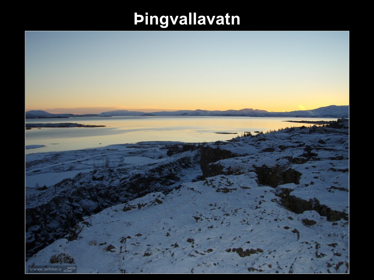 16_thingvallaurridi_rannsoknir_lake_thingvallavatn_research_study_brown_trout-copyright-laxfiskar.is