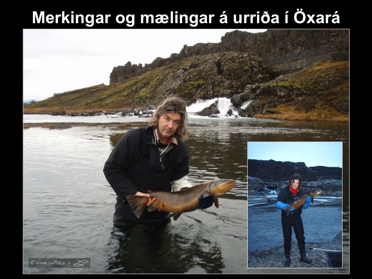 1_thingvallaurridi_rannsoknir_merkingar_oxara_thingvallavatn_research_study_tagging_brown_trout-copyright-laxfiskar.is