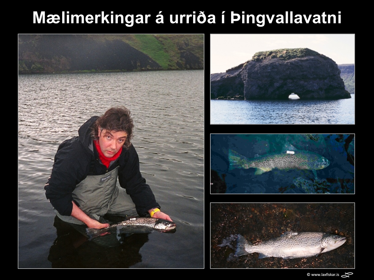 21_thingvallaurridi_rannsoknir_mlimerki_merkingar_thingvallavatn_dst_study_tagging_brown_trout-copyright-laxfiskar.is