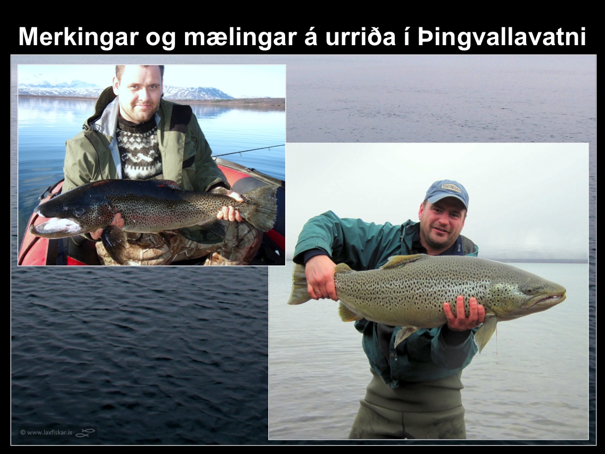 22_thingvallaurridi_merkingar_thingvallavatn_jon_ogmundsson_olafur_gudmundsson_brown_trout-copyright-laxfiskar.is