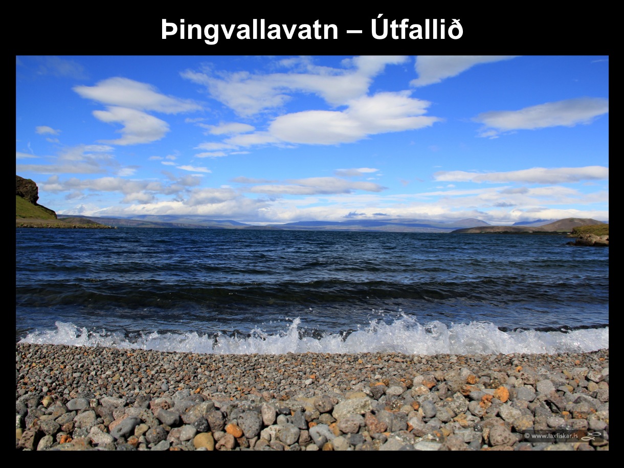 26_thingvallaurridi_rannsoknir_lake_thingvallavatn_utfallid_the_outlet_research_study_brown_trout-copyright-laxfiskar.is