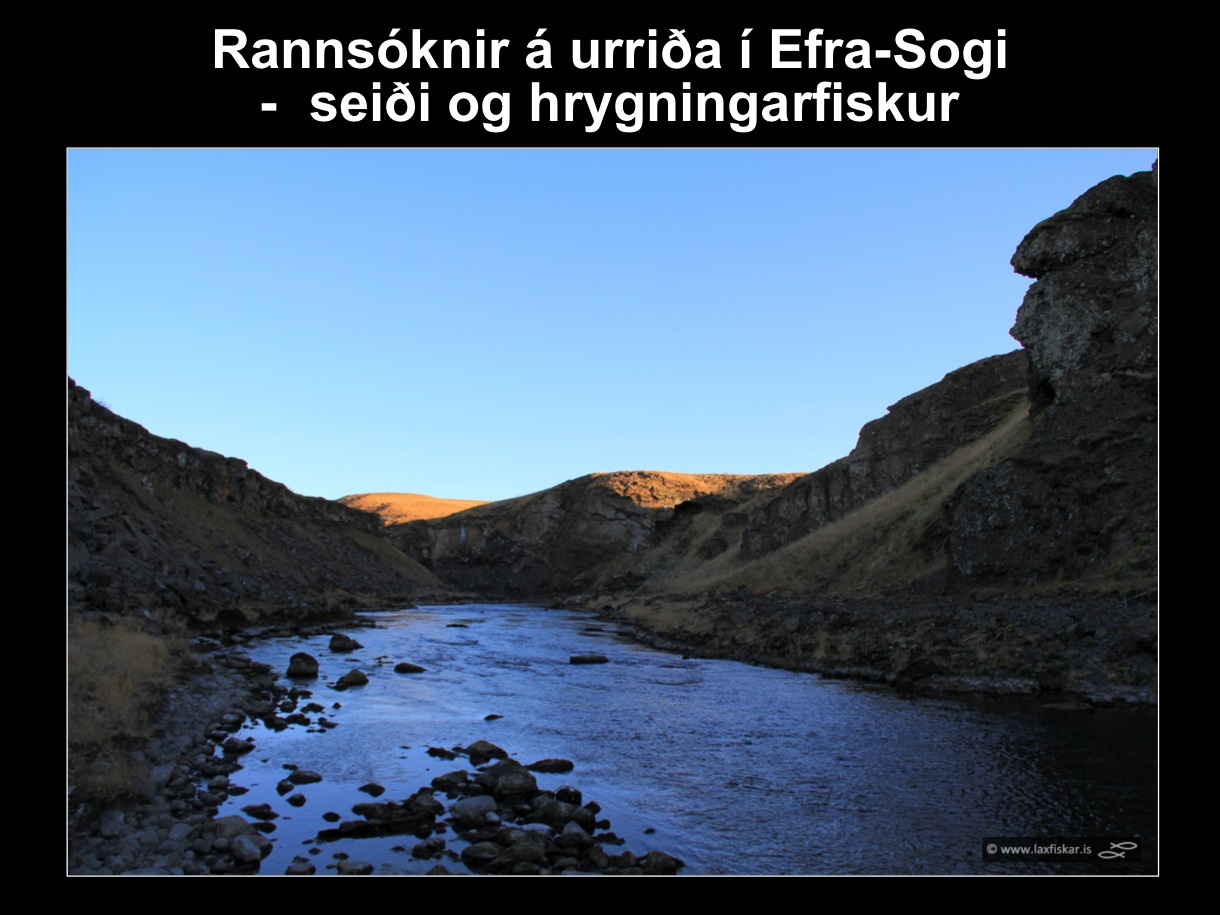 29_thingvallaurridi_rannsoknir_lake_thingvallavatn_river_efra_sog_study_area_brown_trout-copyr.-laxfiskar.is