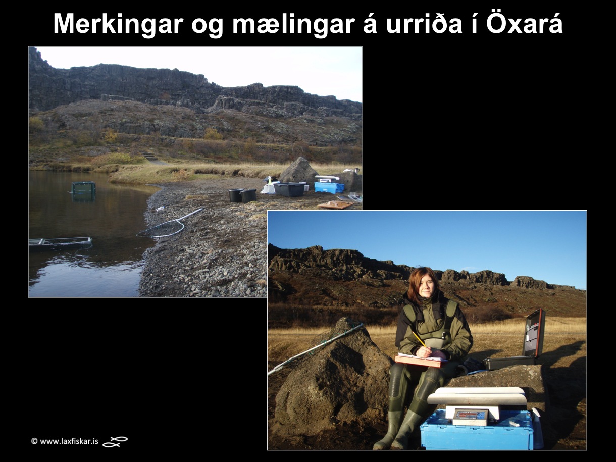 2_thingvallaurridi_rannsoknir_solrun_johannesdottir_oxara_thingvallavatn_study_tagging_brown_trout-copyright-laxfiskar.is