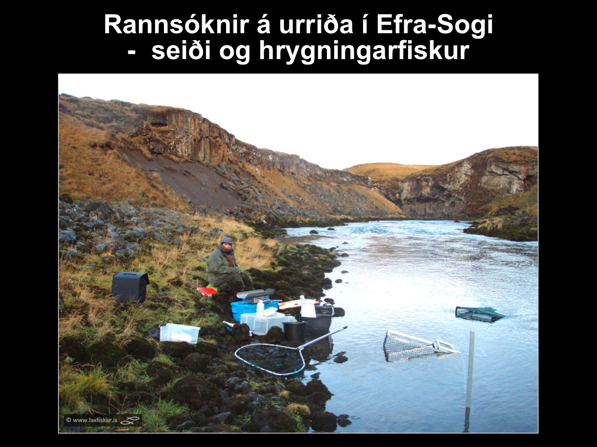 30_thingvallaurridi_rannsoknir_lake_thingvallavatn_river_efra_sog_study_area_brown_trout_spawners-copyright-laxfiskar.is