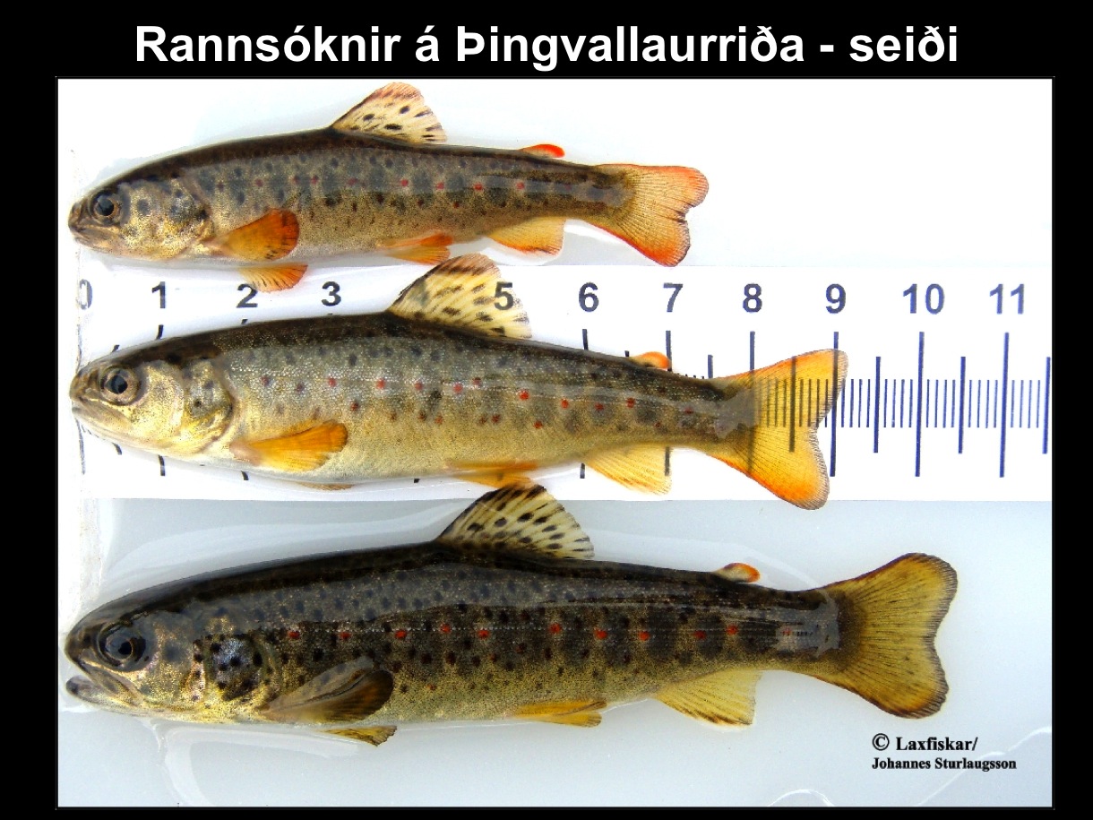 32_thingvallaurridi_seidi_rannsokn_thingvallavatn_efra_sog_brown_trout_parr_juveniles-copyright-laxfiskar.is