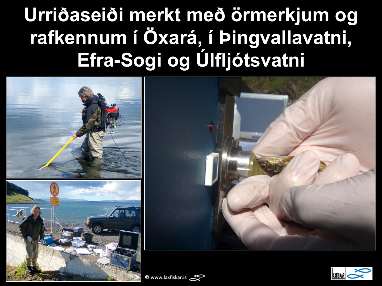 33_thingvallaurridi_rafveidar_seidi_thingvallavatn_electrofishing_microtagging_cwt_brown_trout_parr_-copyr.-laxfiskar.is