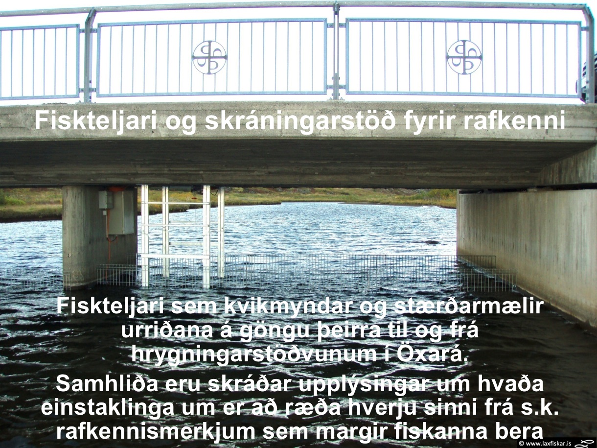 6_thingvallaurridi_fiskteljari_oxara_thingvallavatn_fish_counter_pit_spawning_monitoring_brown_trout-copyr.-laxfiskar.is