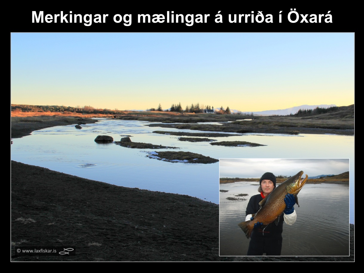 8_thingvallaurridi_rannsoknir_merkingar_oxara_thingvallavatn_research_study_tagging_brown_trout-copyright-laxfiskar.is