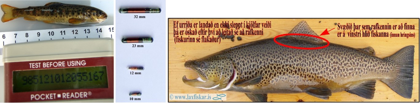 Rafkenni_Urridi-PIT_Brown_Trout_Copyright_Laxfiskar