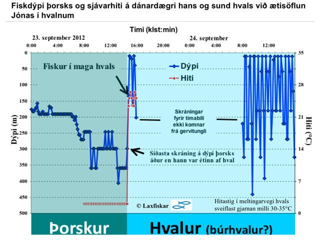 Cod and spermwhale diving pattern Iceland cod project Copyright laxfiskar.is