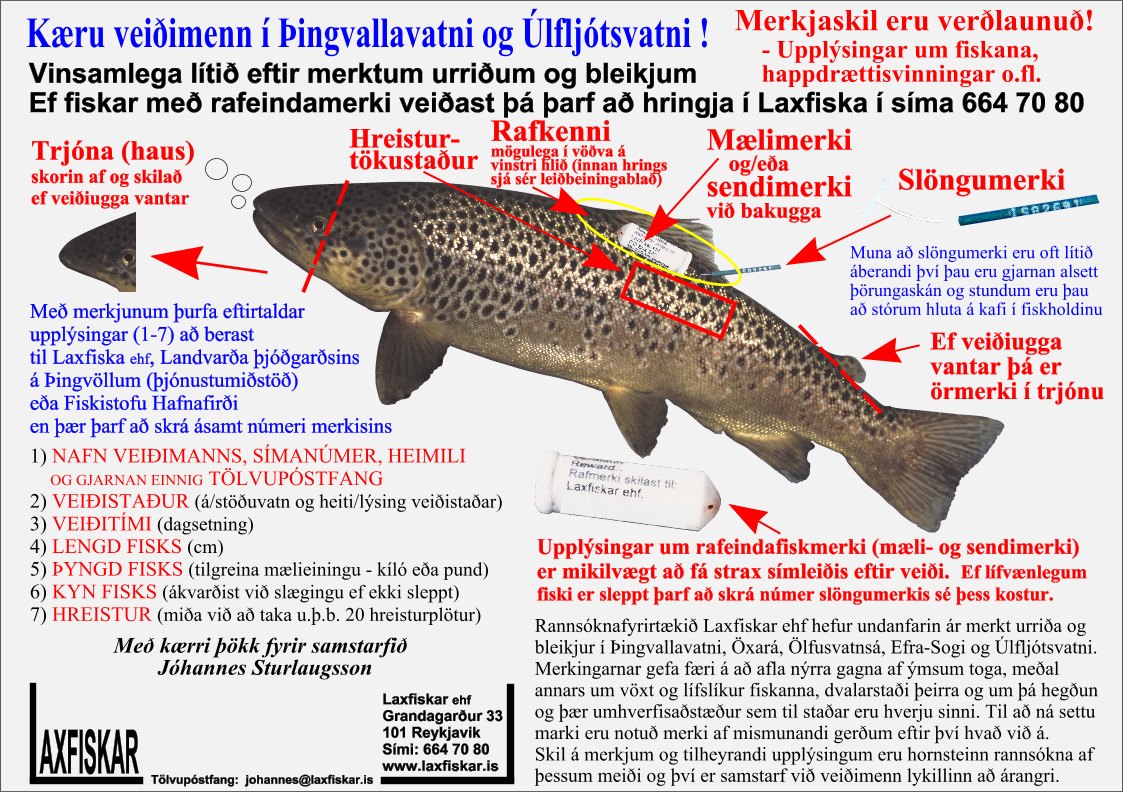 Urridi-Bleikja-fiskmerki-Laxfiskar-ehf-Thingvallavatn-Ulfljotsvatn-brown-trout-arctic-charr