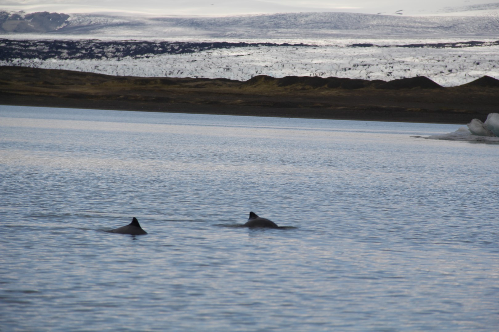 Hnisur_i_Jokulsarloni-Harbour_porpoise_Phocoena_phocoena_in_Glacier_Lagoon_Iceland-www.laxfiskar.is-Jun.2014-Johannes_Sturlaugsson-2web