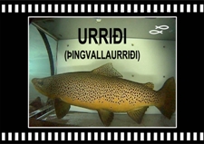 Urridi-hrygna-haengur-Brown-trout-Oxara-Lake-Thingvallavatn-Copyright-Laxfiskar.is-225x159