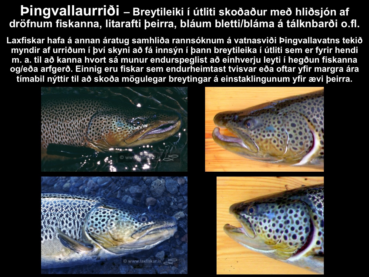 6_thingvallaurridi_storurridi_utlit_drofnur_litur_oxara_vatn_brown_trout_male_female_salmo_trutta-copyr.-js_laxfiskar.is