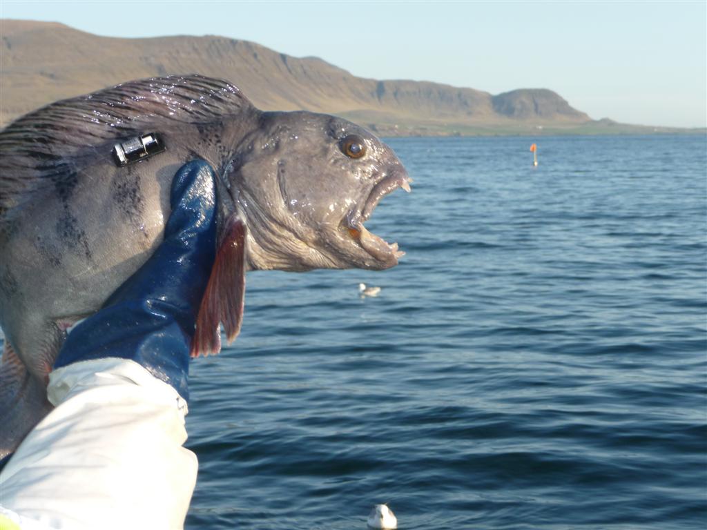 Steinbitur HSM Hvalfirdi Wolffish Copyright Erlendur Geirdal Laxfiskar 2010