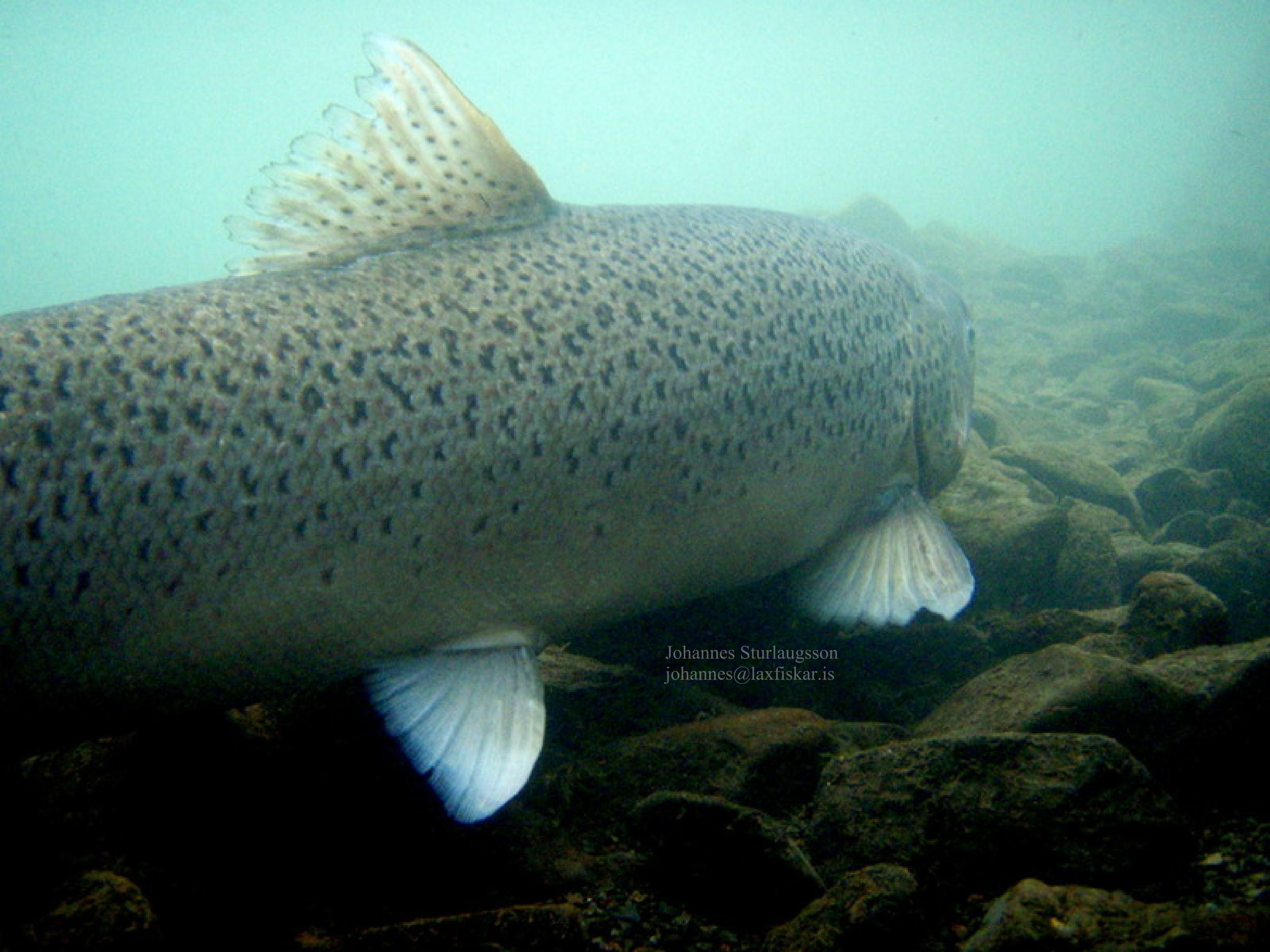 sjobirtingur_sea_trout-salmo_trutta_in_river-copyright_johannes_sturlaugsson_laxfiskar