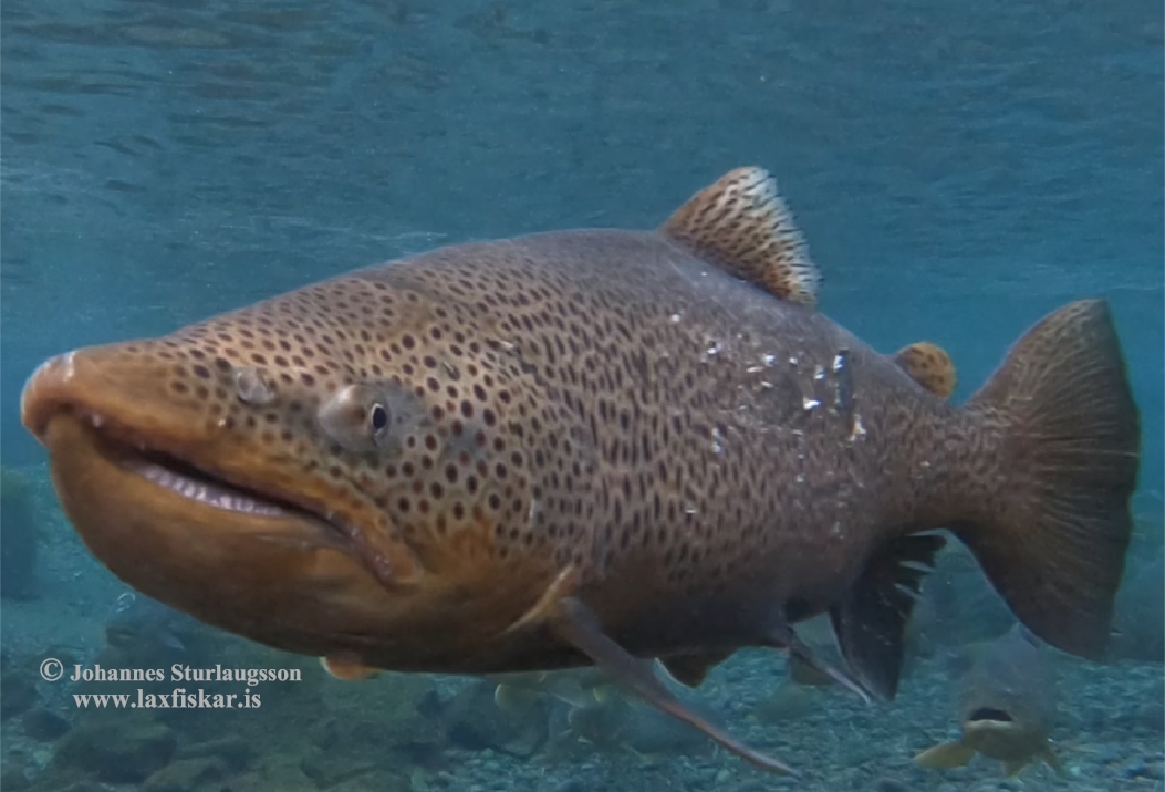 thingvallaurridi-brown_trout-salmo_trutta-copyright_johannes_sturlaugsson_laxfiskar