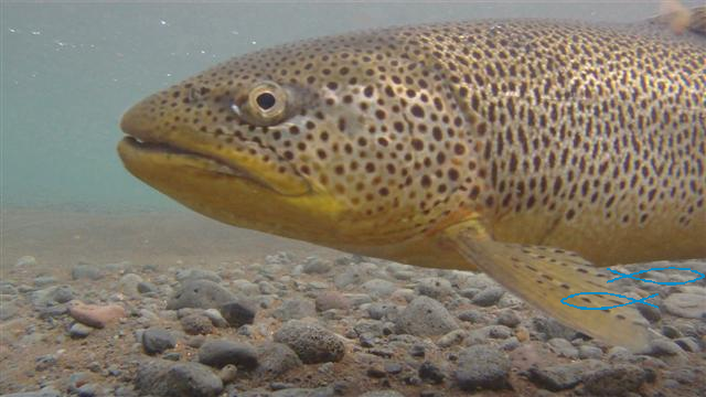 Urridahrygna-Brown_Trout-Copyright-Laxfiskar.is