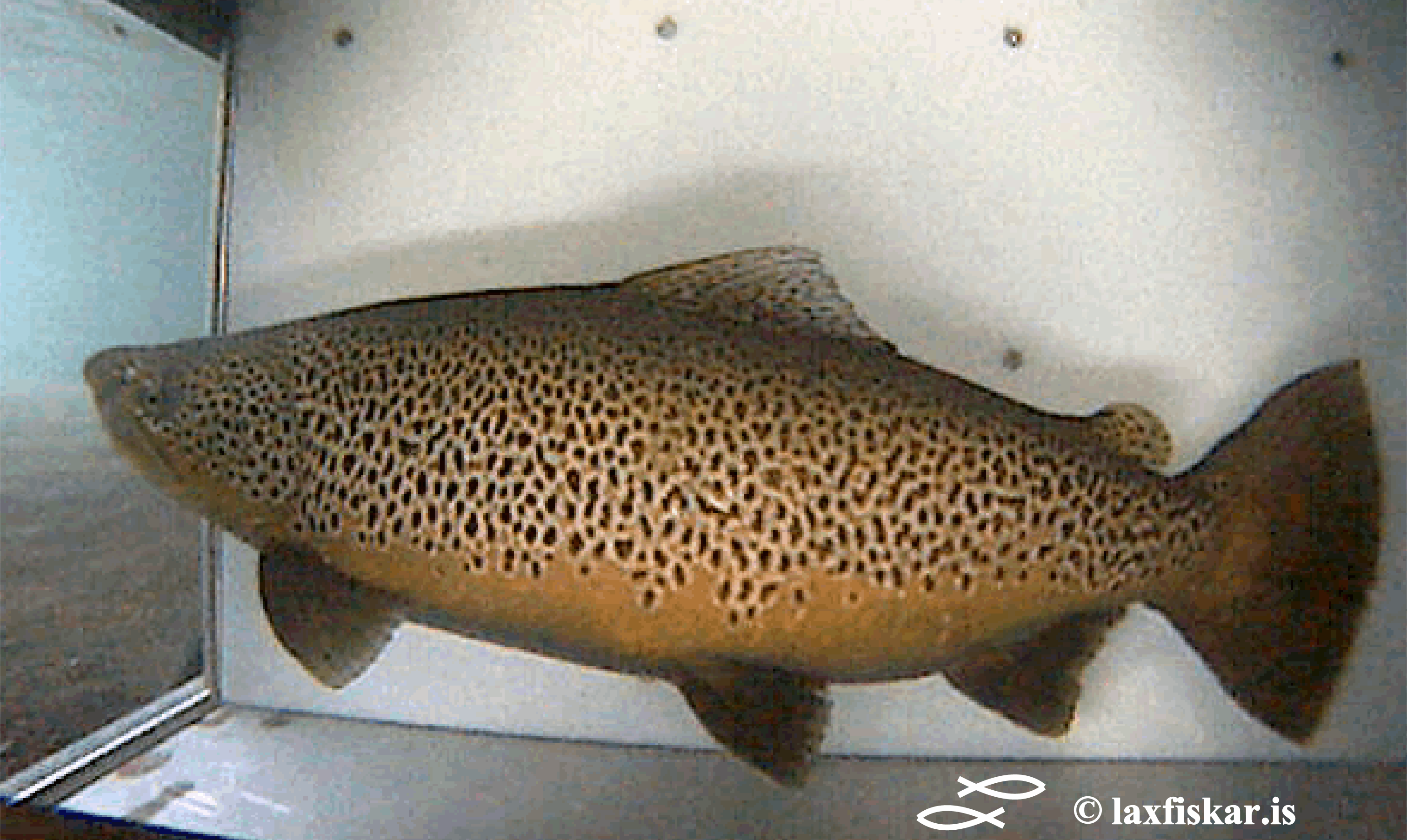 Urridahaengur-Teljari-Oxara-Brown-Trout.Salmo-Trutta.Copyright-Laxfiskar.is