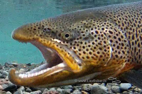 Urriði Öxará Þingvallavatn Brown trout Oxara Lake Thingvallavatn Copyright logo gra Laxfiskar.is